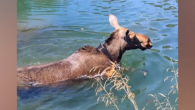 Лосиха в нацпарке «Зюраткуль» радостно купается в водоеме