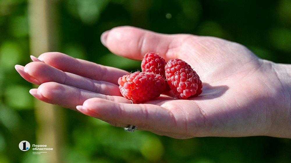 Готовим малиновое варенье: топ‑5 интересных рецептов