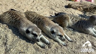 Сурикаты из челябинского зоопарка показывают мастер-класс по пляжному отдыху