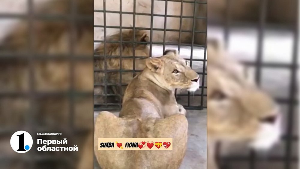 Появилось первое совместное видео льва Симбы и львицы Фионы из Африки