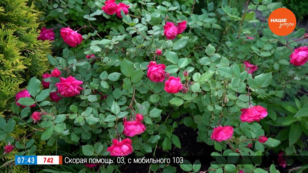 Канадским розам нравится на уральской земле в рубрике «Руки садовода»