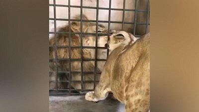 Лев Симба, которого выхаживал Карен Даллакян, наслаждается любовью подруги в Танзании