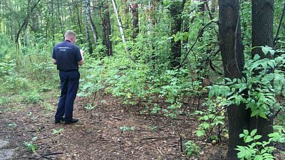 Мэрия Челябинска ответила на заявление СК о передаче земель городского бора