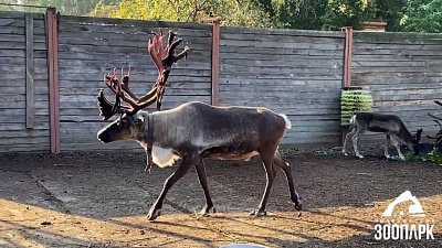 В Челябинском зоопарке северный олень расчесал рога