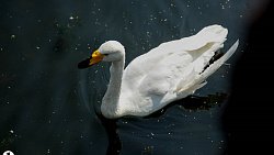 Настоятель Покровского храма превратил заброшенный пустырь в любимое место отдыха копейчан