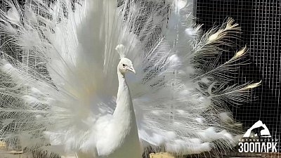 В Челябинском зоопарке белый павлин станцевал для подруги