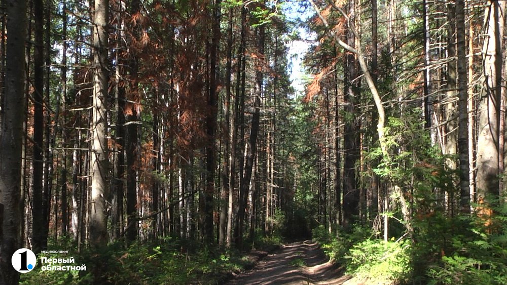 Уссурийский короед уничтожает пихты в Миассе