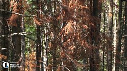 Уссурийский короед уничтожает пихты в Миассе