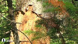 Уссурийский короед уничтожает пихты в Миассе