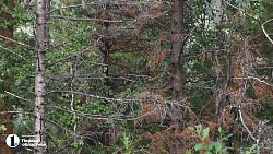 Уссурийский короед уничтожает пихты в Миассе