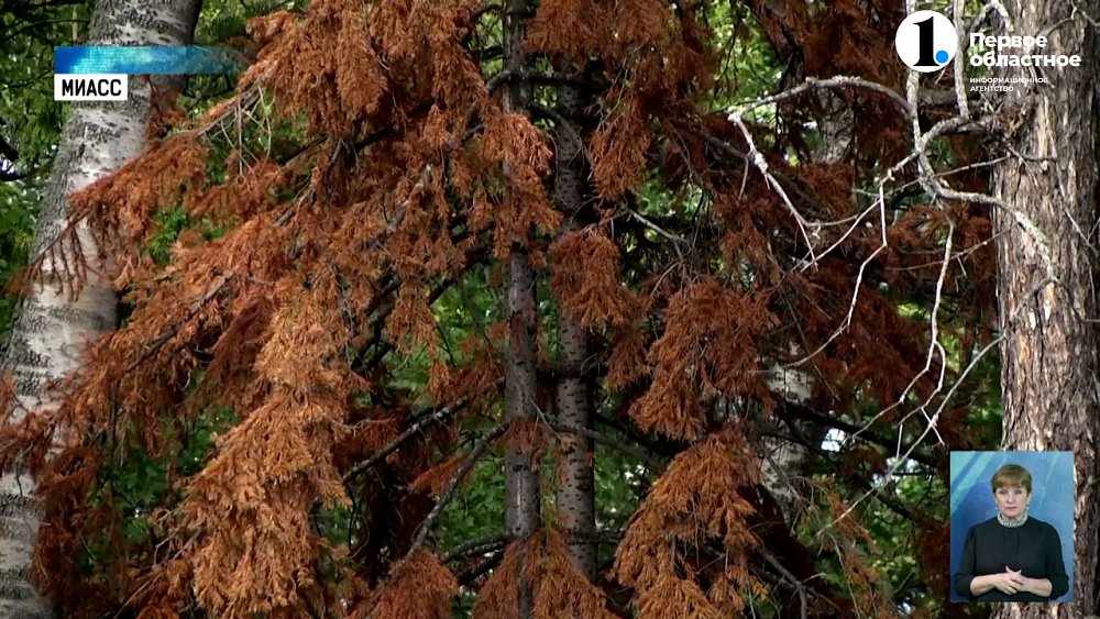 Уссурийский точильщик угрожает экологии Миасса