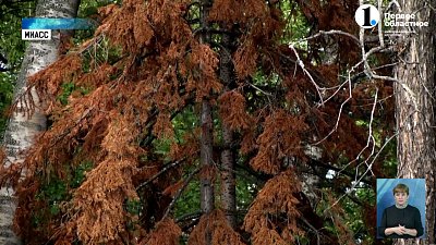 Уссурийский точильщик угрожает экологии Миасса