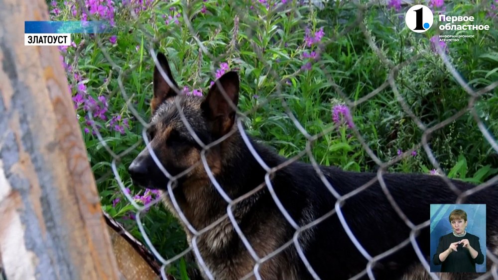 В Златоусте открылся приют для бездомных собак