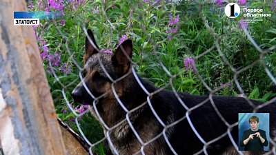 В Златоусте открылся приют для бездомных собак