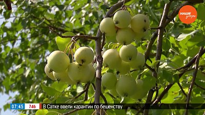 Один из главных церковных праздников в сюжете — «Яблочный Спас»