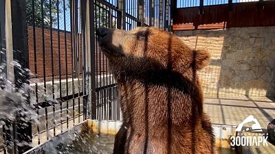 В Челябинском зоопарке медведь играет с шиной