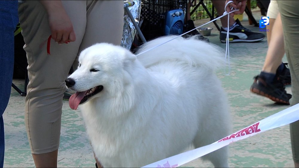Выставка собак в Миассе собрала более 100 участников