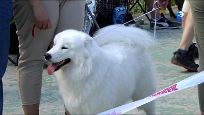 Выставка собак в Миассе собрала более 100 участников
