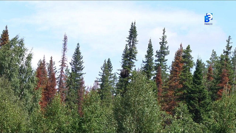 Уссурийский полиграф угрожает миасским лесам