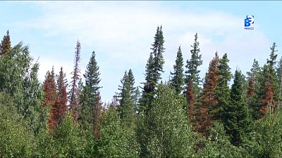 Уссурийский полиграф угрожает миасским лесам