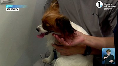 Юных челябинских читателей познакомили с кинологами и их собаками