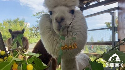 В Челябинском зоопарке копытных угостили свежей листвой