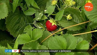 К особым сортам земляники — особенное отношение! — в рубрике «Руки садовода»