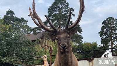 В Челябинском зоопарке марал обтачивает рога