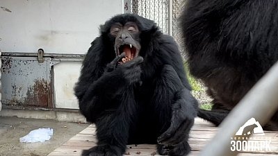 В Челябинском зоопарке гиббонов порадовали подарками