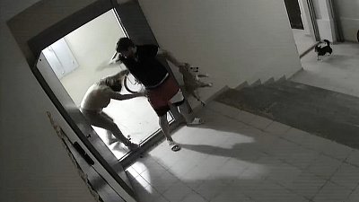 В Челябинске жестокое обращение с собакой попало в объектив камеры