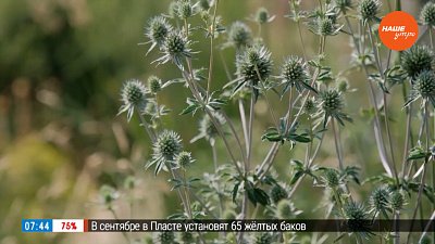 Цветник «Новой волны» в самом сердце Челябинска в рубрике «Руки садовода»