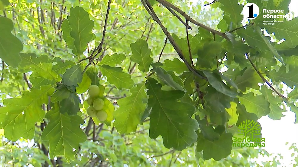 Вредитель дуба — обыкновенная дубовая орехотворка