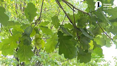 Вредитель дуба — обыкновенная дубовая орехотворка