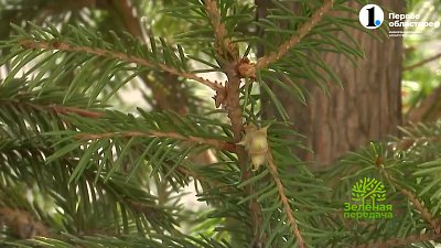 Опасный вредитель хвойных растений