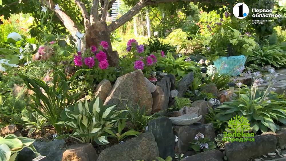 Хосты — неприхотливые красавицы