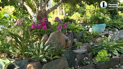 Хосты — неприхотливые красавицы