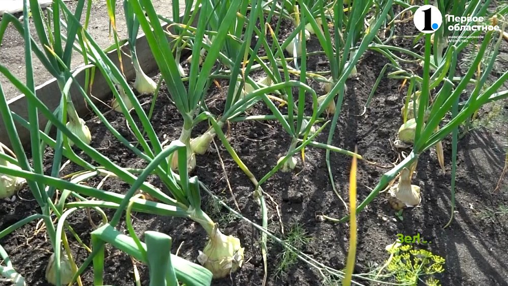 Хотите вырастить огромный лук?