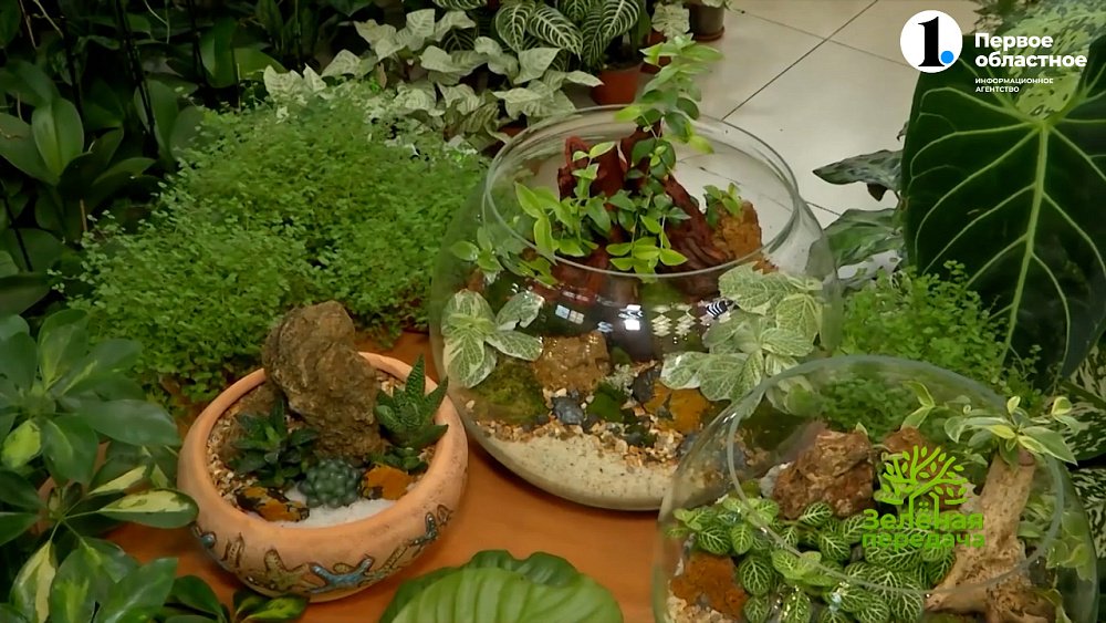 Консервируем лето в аквариуме