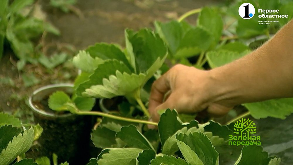 Проверьте садовую землянику в конце лета