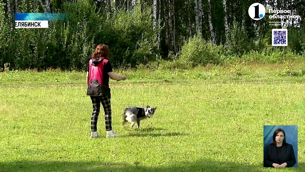 В Челябинске мужчина избил девушку, которая выгуливала своих псов