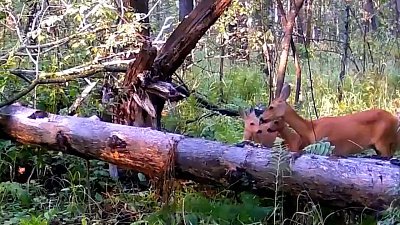 Заботливая мама-косуля попала в объектив фотоловушки в нацпарке «Зюраткуль»