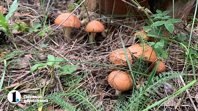 Ученый рассказал, где в Челябинской области нельзя собирать грибы