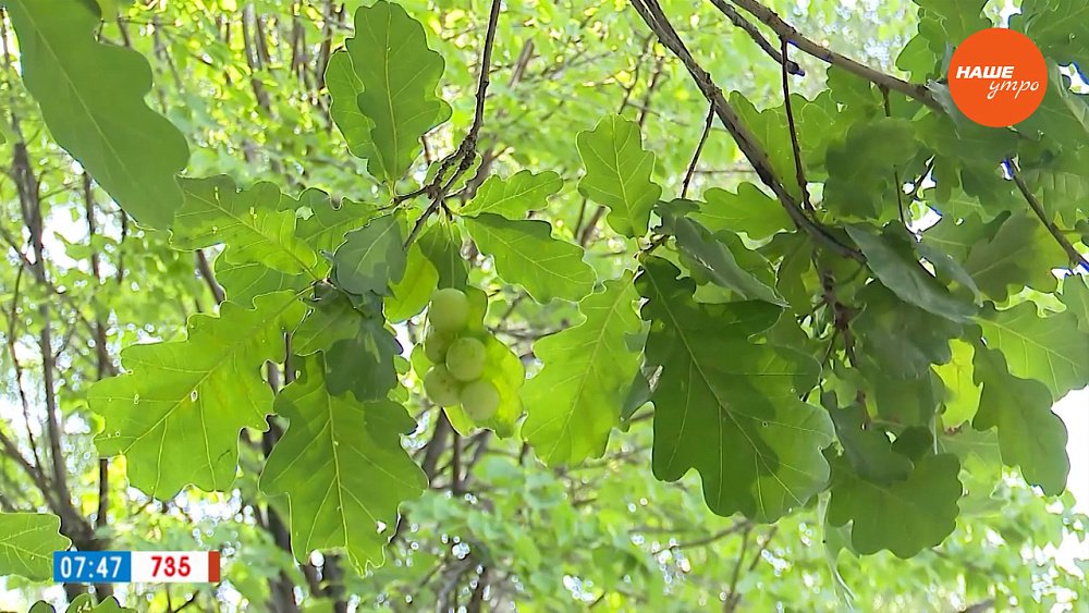 Дубовая орехотворка – мелкий вредитель, способный уничтожить дуб-гигант в рубрике «Руки садовода»
