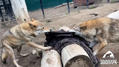 В Челябинском зоопарке волкам устроили сюрприз