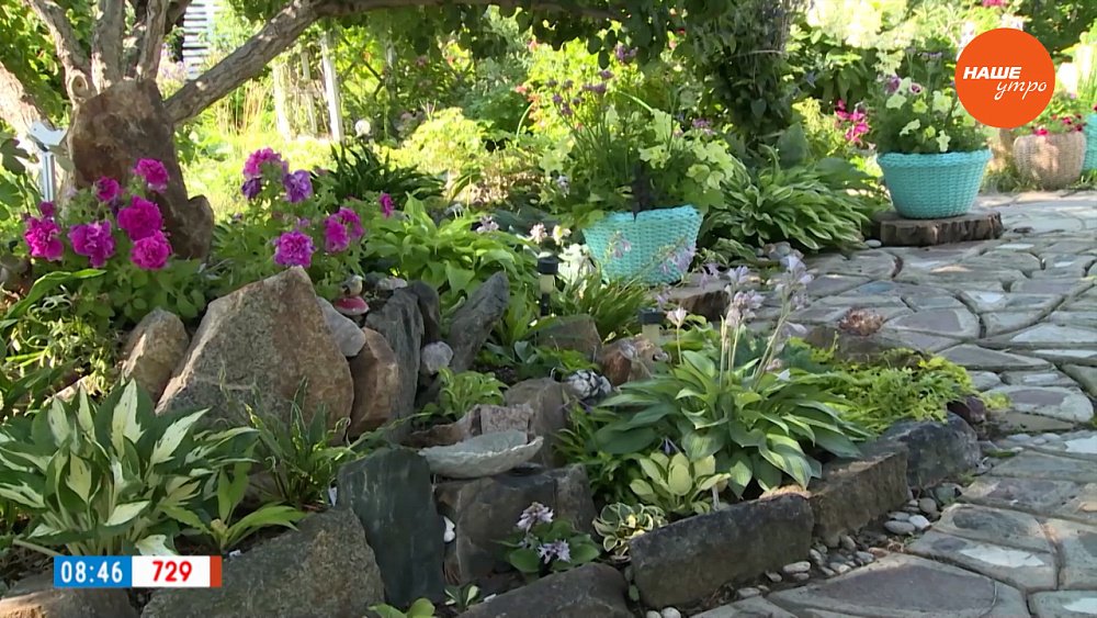 Неприхотливые и красивые. Разновидности хост в рубрике «Руки садовода»