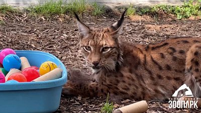 В Челябинском зоопарке рысям сделали новые игрушки