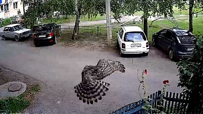 В Симе ястреб разбил окно пожилой женщине