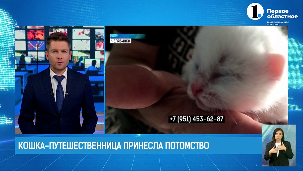 Кошка-путешественница принесла потомство