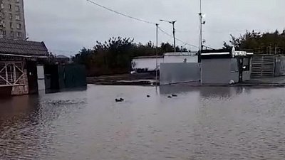 В Копейске заметили уток в большой луже