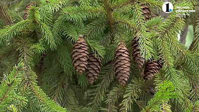 Внимание, сосновый пилильщик!